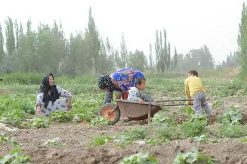 桂平北江吃瓜群众,吃瓜群众的热议焦点