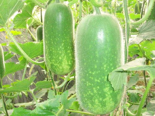 最新吃瓜韩城,最新吃瓜事件揭秘