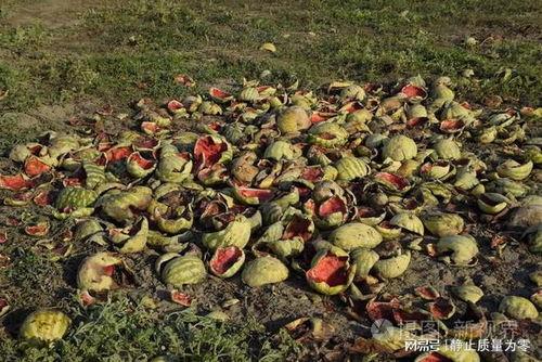 栋瓜咋吃,探索美味栋瓜的烹饪艺术