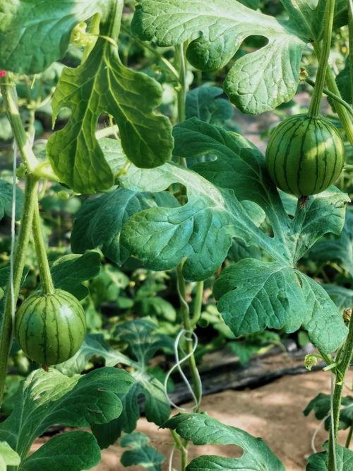 吃瓜成长记,见证青春岁月的甜蜜与苦涩