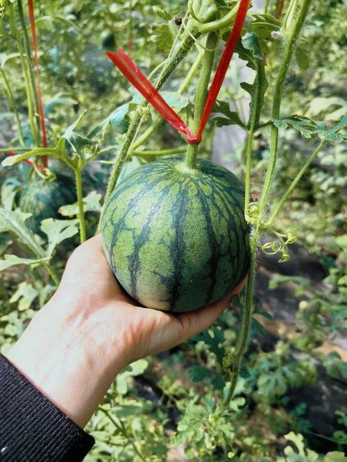 吃瓜成长记,见证青春岁月的甜蜜与苦涩