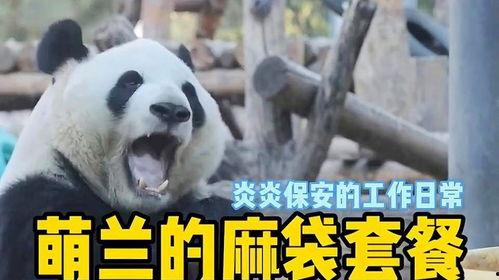 萌兰吃瓜聊天,揭秘娱乐圈幕后故事