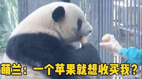 萌兰吃瓜聊天,揭秘娱乐圈幕后故事