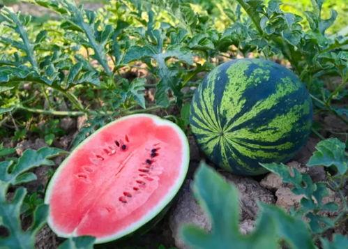 萨克斯吃瓜,一场跨界美食的奇妙邂逅