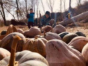 野野吃瓜场,揭秘娱乐圈幕后故事与热点事件